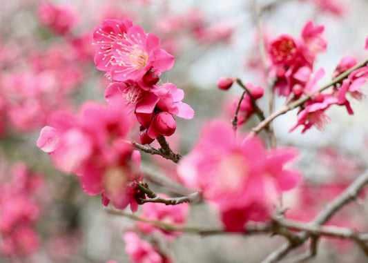 Ume (Plum Blossoms) Photographic A3 Poster Print