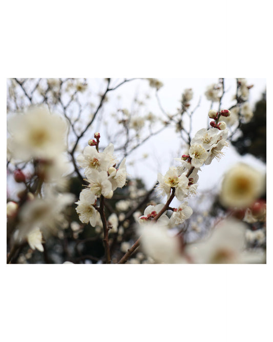 White Ume (Plum) Blossoms, Photographic A3 Poster Print