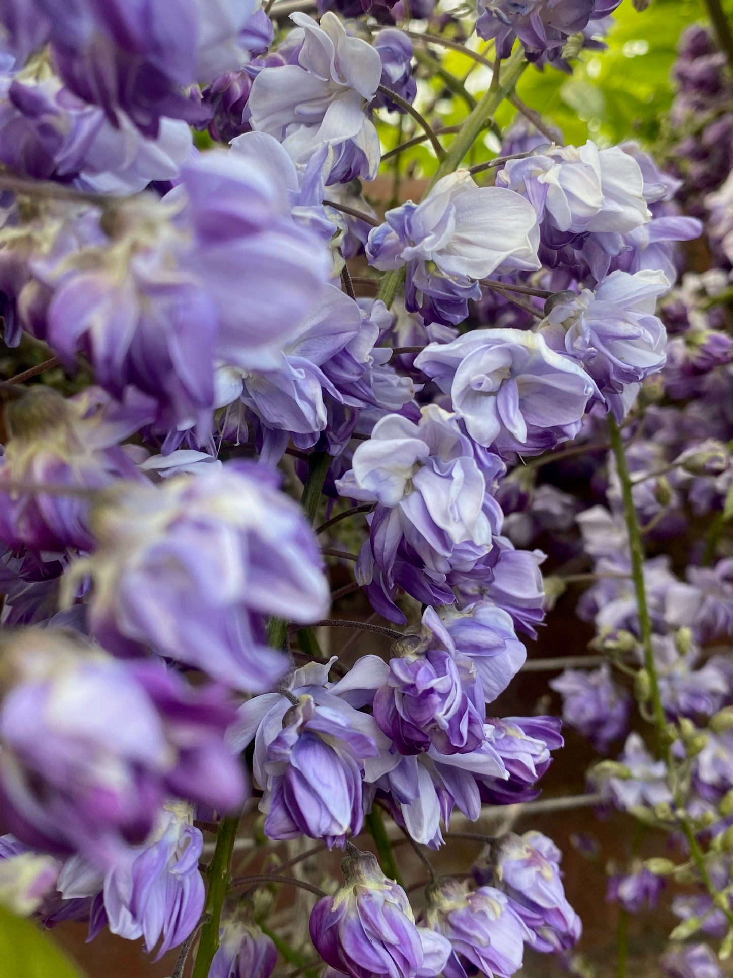 High-Resolution Mobile Phone Wallpaper: Wisteria (May 2026)
